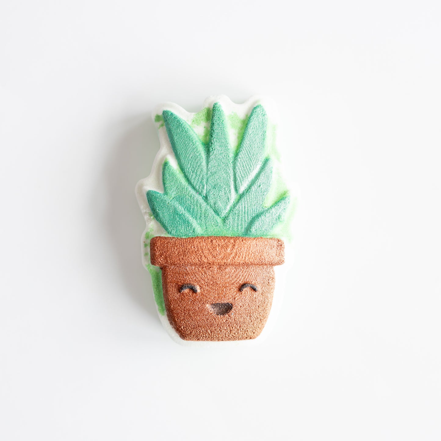 Aloe Plant